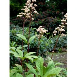 Kastanjebladet Bronzeblad Rodgersia Aesculifolia 1 Liter Potte 4 Kastanjebladet Bronzeblad Rodgersia Aesculifolia 1 Liter Potte -Plantetorvet Butik mi2165 rodgersia aesculifolia 75b3