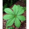 Kastanjebladet Bronzeblad Rodgersia Aesculifolia 1 Liter Potte