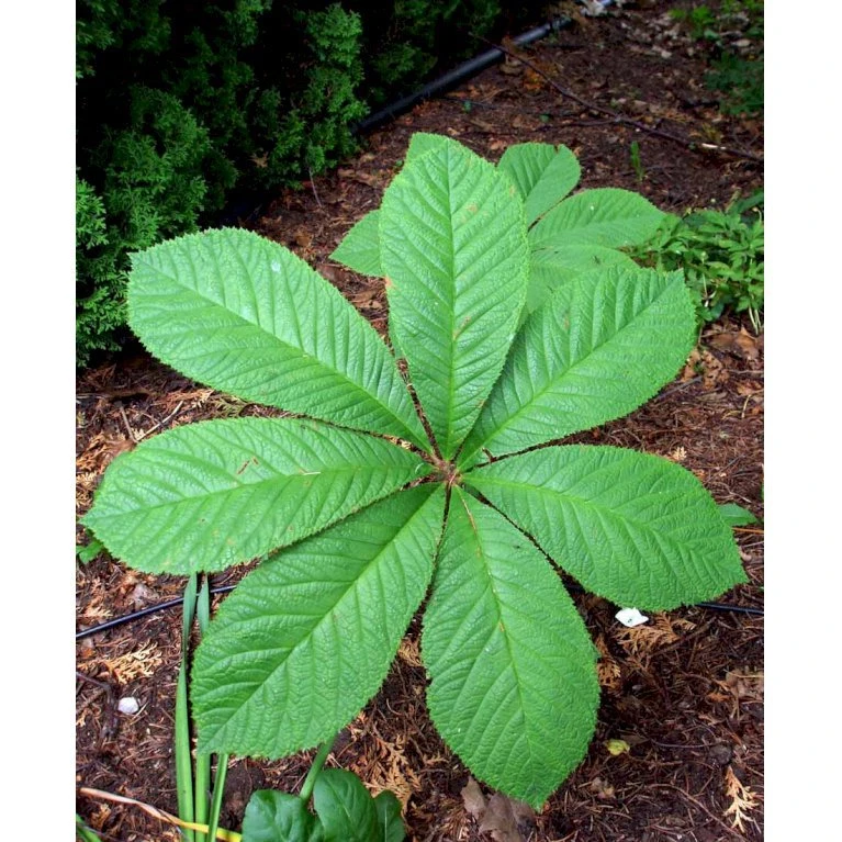 Kastanjebladet Bronzeblad Rodgersia Aesculifolia 1 liter potte Kastanjebladet Bronzeblad Rodgersia Aesculifolia 1 Liter Potte -Plantetorvet Butik mi2165 rodgersia aesculifolia f75f