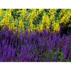 Staude-Salvie Salvia Nemorosa 'Ostfriesland' 3,0 Liter Potte -Plantetorvet Butik mi2297 salvia nemorosa ostfriesland 6c42