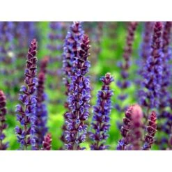 Staude-Salvie Salvia Nemorosa 'Ostfriesland' 3,0 Liter Potte -Plantetorvet Butik mi2297 salvia nemorosa ostfriesland 70b6