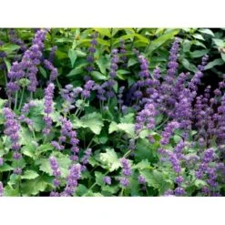 Kranssalvie Salvia Verticillata 'Purple Rain' 1 Liter Potte 5 Kranssalvie Salvia Verticillata 'Purple Rain' 1 Liter Potte -Plantetorvet Butik mi2298 salvia verticillata purple rain 1d26