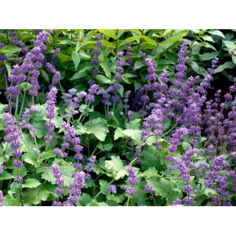 Kranssalvie Salvia Verticillata 'Purple Rain' 1 liter potte Kranssalvie Salvia Verticillata 'Purple Rain' 1 Liter Potte -Plantetorvet Butik mi2298 salvia verticillata purple rain 1d26