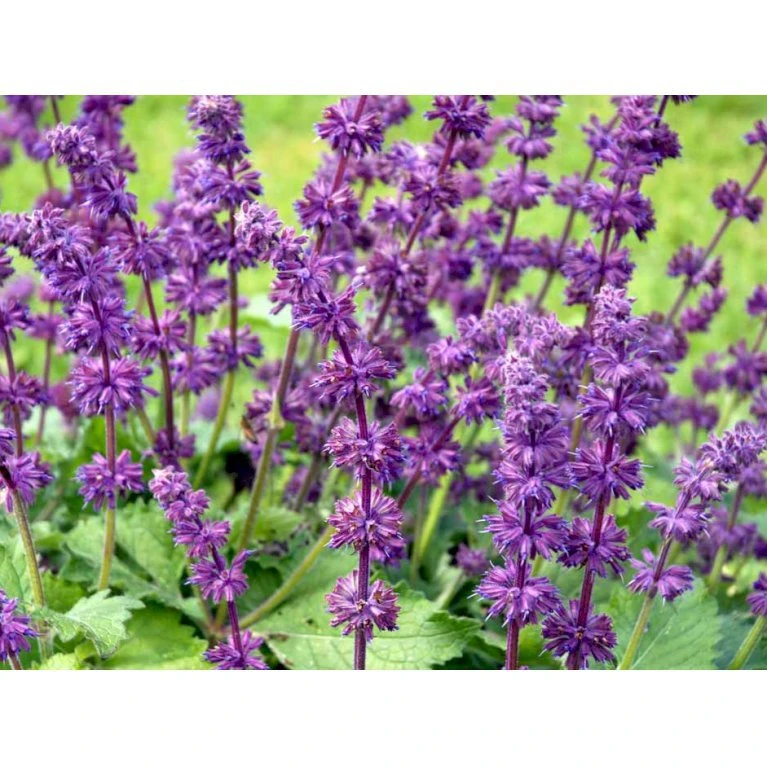 Kranssalvie Salvia Verticillata 'Purple Rain' 1 liter potte Kranssalvie Salvia Verticillata 'Purple Rain' 1 Liter Potte -Plantetorvet Butik mi2298 salvia verticillata purple rain 4735
