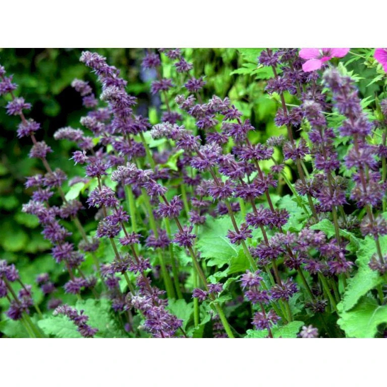 Kranssalvie Salvia Verticillata 'Purple Rain' 1 liter potte Kranssalvie Salvia Verticillata 'Purple Rain' 1 Liter Potte -Plantetorvet Butik mi2298 salvia verticillata purple rain 88c3