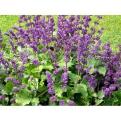 Kranssalvie Salvia Verticillata 'Purple Rain' 1 Liter Potte 6 Kranssalvie Salvia Verticillata 'Purple Rain' 1 Liter Potte -Plantetorvet Butik mi2298 salvia verticillata purple rain 9c23