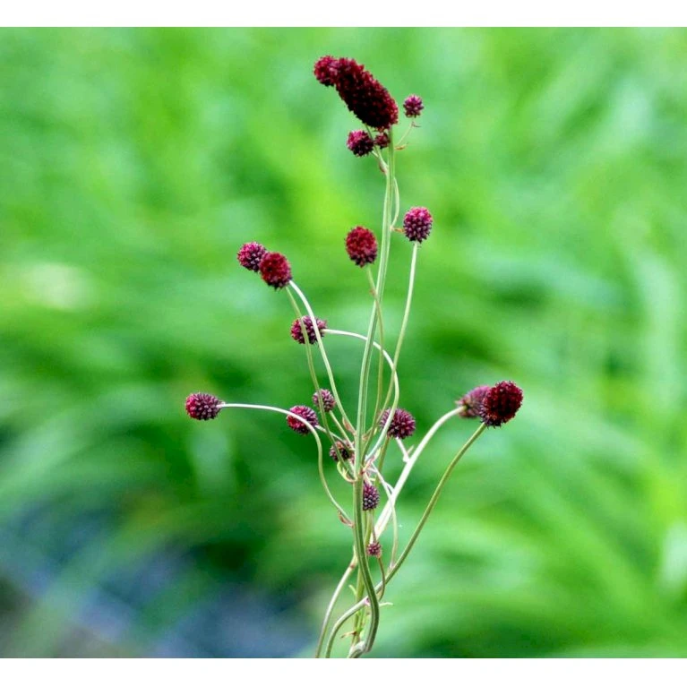 Kvæsurt Sanguisorba Officinalis 1 liter potte Kvæsurt Sanguisorba Officinalis 1 Liter Potte -Plantetorvet Butik mi2333 sanguisorba officinalis 74c2