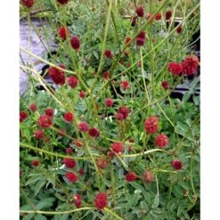 Kvæsurt Sanguisorba Officinalis 1 Liter Potte 4 Kvæsurt Sanguisorba Officinalis 1 Liter Potte -Plantetorvet Butik mi2333 sanguisorba officinalis d429