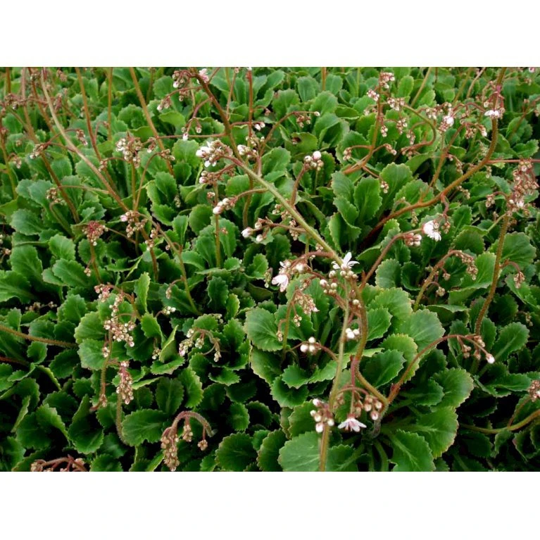 Porcelænsblomst Saxifraga Urbium Potte 2 liter. Porcelænsblomst Saxifraga Urbium Potte 2 Liter. -Plantetorvet Butik mi2352 saxifraga urbium 3955