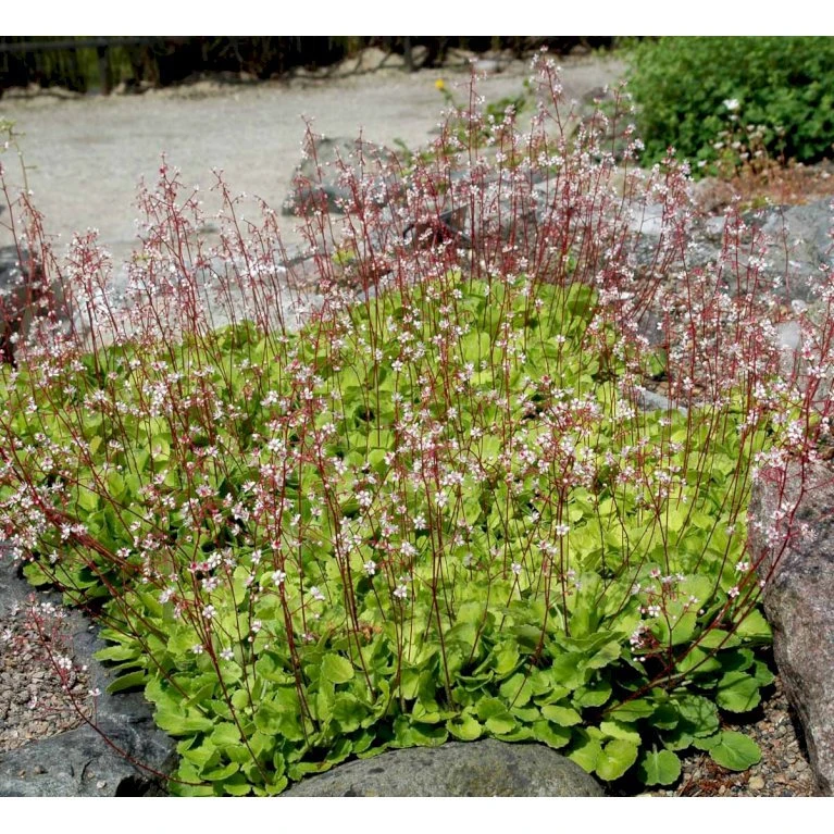 Porcelænsblomst 'Elliott's Variety' Saxifraga Urbium 'Elliott's Variety' 10 cm. potte Porcelænsblomst 'Elliott's Variety' Saxifraga Urbium 'Elliott's Variety' 10 Cm. Potte -Plantetorvet Butik mi2356 saxifraga urbium elliott s variety 6c99