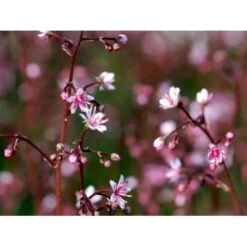 Porcelænsblomst 'Elliott's Variety' Saxifraga Urbium 'Elliott's Variety' 10 Cm. Potte 5 Porcelænsblomst 'Elliott's Variety' Saxifraga Urbium 'Elliott's Variety' 10 Cm. Potte -Plantetorvet Butik mi2356 saxifraga urbium elliott s variety 843d