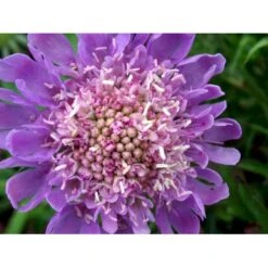 Due-Skabiosa 'Butterfly Blue' Scabiosa Columbaria 'Butterfly Blue' 1 Liter Potte -Plantetorvet Butik mi2363 scabiosa columbaria butterfly blue 2b10