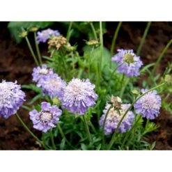 Due-Skabiosa 'Butterfly Blue' Scabiosa Columbaria 'Butterfly Blue' 1 Liter Potte -Plantetorvet Butik mi2363 scabiosa columbaria butterfly blue 5e02