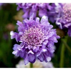Due-Skabiosa 'Butterfly Blue' Scabiosa Columbaria 'Butterfly Blue' 1 Liter Potte -Plantetorvet Butik mi2363 scabiosa columbaria butterfly blue 90c8