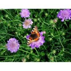 Due-Skabiosa 'Butterfly Blue' Scabiosa Columbaria 'Butterfly Blue' 1 Liter Potte -Plantetorvet Butik mi2363 scabiosa columbaria butterfly blue dede