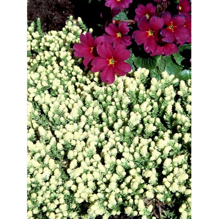 Bidende Stenurt 'Elegans' Sedum Acre 'Elegans' 10 cm. potte Bidende Stenurt 'Elegans' Sedum Acre 'Elegans' 10 Cm. Potte -Plantetorvet Butik mi2367 sedum acre elegans 1df0