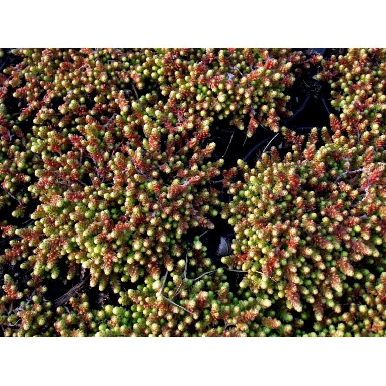 Bidende Stenurt 'Elegans' Sedum Acre 'Elegans' 10 cm. potte Bidende Stenurt 'Elegans' Sedum Acre 'Elegans' 10 Cm. Potte -Plantetorvet Butik mi2367 sedum acre elegans 401a