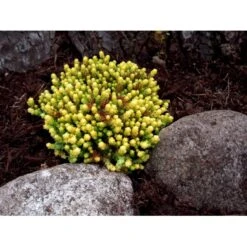 Bidende Stenurt 'Elegans' Sedum Acre 'Elegans' 10 Cm. Potte 5 Bidende Stenurt 'Elegans' Sedum Acre 'Elegans' 10 Cm. Potte -Plantetorvet Butik mi2367 sedum acre elegans 40ba