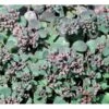 Japansk Stenurt Sedum Cauticola 10 Cm. Potte -Plantetorvet Butik mi2369 sedum cauticola b71b