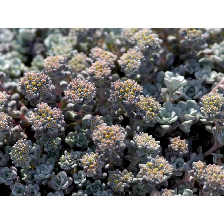 Pudret Stenurt 'Cape Bianco' Sedum Spathulifolium 'Cape Blanco' 10 cm. potte Pudret Stenurt 'Cape Bianco' Sedum Spathulifolium 'Cape Blanco' 10 Cm. Potte -Plantetorvet Butik mi2377 sedum spathulifolium cape blanco 0626
