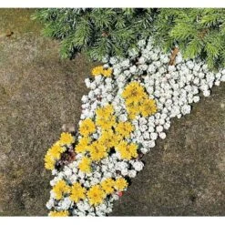 Pudret Stenurt 'Cape Bianco' Sedum Spathulifolium 'Cape Blanco' 10 Cm. Potte 6 Pudret Stenurt 'Cape Bianco' Sedum Spathulifolium 'Cape Blanco' 10 Cm. Potte -Plantetorvet Butik mi2377 sedum spathulifolium cape blanco bf6a