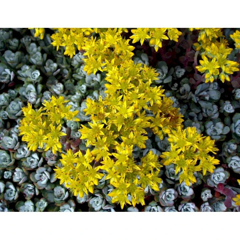Pudret Stenurt 'Cape Bianco' Sedum Spathulifolium 'Cape Blanco' 10 cm. potte Pudret Stenurt 'Cape Bianco' Sedum Spathulifolium 'Cape Blanco' 10 Cm. Potte -Plantetorvet Butik mi2377 sedum spathulifolium cape blanco fc0c