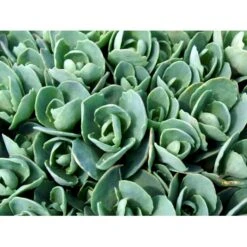 Kinesisk Sankthansurt 'Brillant' Sedum Spectabile 'Brillant' 1 Liter Potte 4 Kinesisk Sankthansurt 'Brillant' Sedum Spectabile 'Brillant' 1 Liter Potte -Plantetorvet Butik mi2379 sedum spectabile brillant 38f0