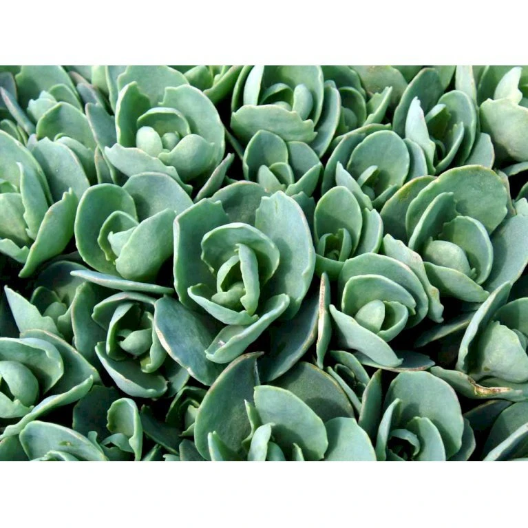 Kinesisk Sankthansurt 'Brillant' Sedum Spectabile 'Brillant' 1 liter potte Kinesisk Sankthansurt 'Brillant' Sedum Spectabile 'Brillant' 1 Liter Potte -Plantetorvet Butik mi2379 sedum spectabile brillant 38f0