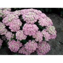 Kinesisk Sankthansurt 'Brillant' Sedum Spectabile 'Brillant' 1 Liter Potte 5 Kinesisk Sankthansurt 'Brillant' Sedum Spectabile 'Brillant' 1 Liter Potte -Plantetorvet Butik mi2379 sedum spectabile brillant 89e4