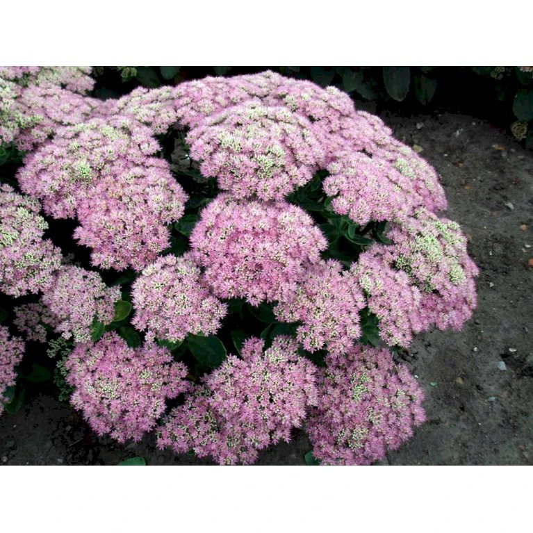 Kinesisk Sankthansurt 'Brillant' Sedum Spectabile 'Brillant' 1 liter potte Kinesisk Sankthansurt 'Brillant' Sedum Spectabile 'Brillant' 1 Liter Potte -Plantetorvet Butik mi2379 sedum spectabile brillant 89e4