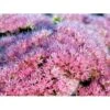 Kinesisk Sankthansurt 'Brillant' Sedum Spectabile 'Brillant' 1 Liter Potte -Plantetorvet Butik mi2379 sedum spectabile brillant b106