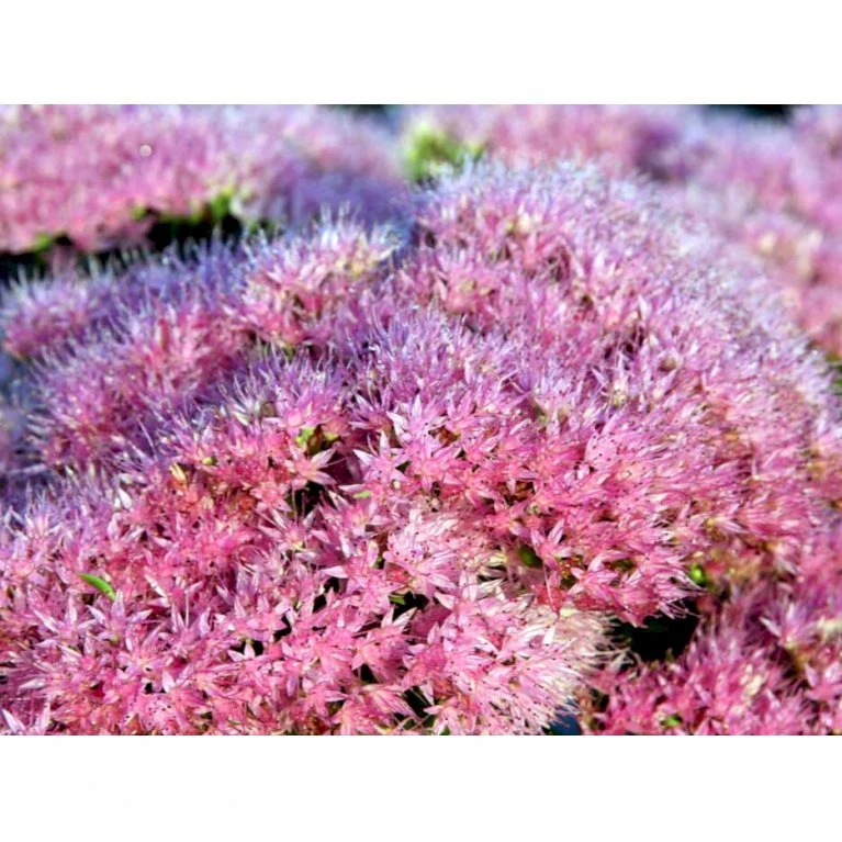Kinesisk Sankthansurt 'Brillant' Sedum Spectabile 'Brillant' 1 liter potte Kinesisk Sankthansurt 'Brillant' Sedum Spectabile 'Brillant' 1 Liter Potte -Plantetorvet Butik mi2379 sedum spectabile brillant b106