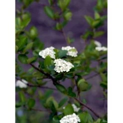 Blommebladet Surbær 'Viking' Aronia Prunifolia 'Viking' Potte 12 Liter,- 60-80 Cm. -Plantetorvet Butik mi237 aronia melanocarpa viking 515c