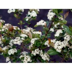 Blommebladet Surbær 'Viking' Aronia Prunifolia 'Viking' Potte 12 Liter,- 60-80 Cm. -Plantetorvet Butik mi237 aronia melanocarpa viking 85e0