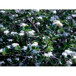 Blommebladet Surbær 'Viking' Aronia Prunifolia 'Viking' Potte 12 Liter,- 60-80 Cm. -Plantetorvet Butik mi237 aronia melanocarpa viking abc1