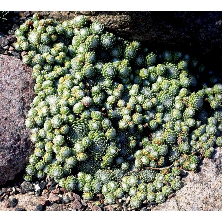 Spindelvævs Husløg Sempervivum Arachnoideum 10 cm. potte Spindelvævs Husløg Sempervivum Arachnoideum 10 Cm. Potte -Plantetorvet Butik mi2382 sempervivum arachnoideum acd5