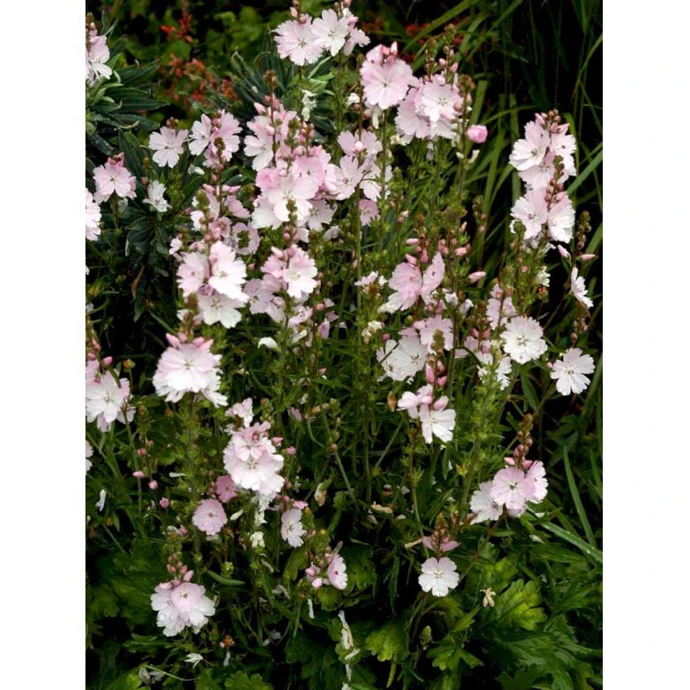 Silkekatost 'Elsie Heugh' Sidalcea Hybrid 'Elsie Heugh' 1 liter potte Silkekatost 'Elsie Heugh' Sidalcea Hybrid 'Elsie Heugh' 1 Liter Potte -Plantetorvet Butik mi2386 sidalcea hybrid elsie heugh 0a5a