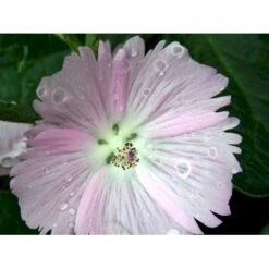 Silkekatost 'Elsie Heugh' Sidalcea Hybrid 'Elsie Heugh' 1 Liter Potte 5 Silkekatost 'Elsie Heugh' Sidalcea Hybrid 'Elsie Heugh' 1 Liter Potte -Plantetorvet Butik mi2386 sidalcea hybrid elsie heugh b092