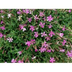 Høst-Limurt Silene Schafta 'Splendens' 1 Liter Potte 6 Høst-Limurt Silene Schafta 'Splendens' 1 Liter Potte -Plantetorvet Butik mi2389 silene schafta splendens 03c9