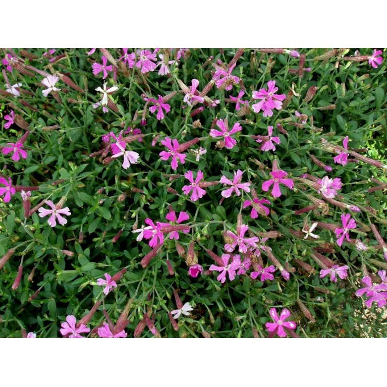 Høst-Limurt Silene Schafta 'Splendens' 1 liter potte Høst-Limurt Silene Schafta 'Splendens' 1 Liter Potte -Plantetorvet Butik mi2389 silene schafta splendens 03c9