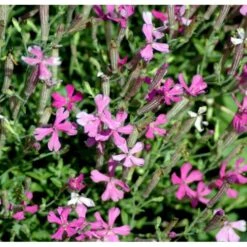 Høst-Limurt Silene Schafta 'Splendens' 1 Liter Potte 4 Høst-Limurt Silene Schafta 'Splendens' 1 Liter Potte -Plantetorvet Butik mi2389 silene schafta splendens 0e3f