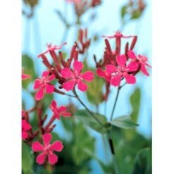 Høst-Limurt Silene Schafta 'Splendens' 1 Liter Potte 7 Høst-Limurt Silene Schafta 'Splendens' 1 Liter Potte -Plantetorvet Butik mi2389 silene schafta splendens 172b