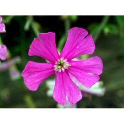 Høst-Limurt Silene Schafta 'Splendens' 1 Liter Potte 5 Høst-Limurt Silene Schafta 'Splendens' 1 Liter Potte -Plantetorvet Butik mi2389 silene schafta splendens 4461