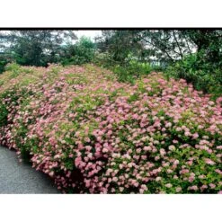 Spiræa 'Little Princess' Spiraea Jap. 'Little Princess' Potte 2,0 Liter,- 25-30 Cm. -Plantetorvet Butik mi2441 spiraea japonica little princess 9776