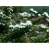 Spiræa 'Snowmound' Spiraea Nipponica 'Snowmound' 5 Liter Potte