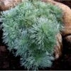 Krybende Sølvbynke Artemisia Schmidtiana 'Nana' 1 Liter Potte 1 Krybende Sølvbynke Artemisia Schmidtiana 'Nana' 1 Liter Potte -Plantetorvet Butik mi244 artemisia schmidtiana nana e8f4