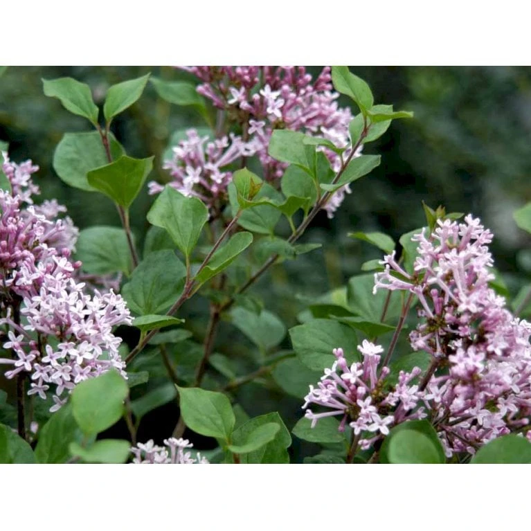 Dværg Syren 'Palibin' Syringa Meyeri 'Palibin' 3 års kraftig krone, Opstammet 60 cm. 7,5 liter potte Dværg Syren 'Palibin' Syringa Meyeri 'Palibin' 3 års Kraftig Krone, Opstammet 60 Cm. 7,5 Liter Potte -Plantetorvet Butik mi2467 syringa meyeri palibin 6bf1 1