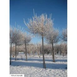 Dværg Syren 'Palibin' Syringa Meyeri 'Palibin' Opstammet 100 Cm. 10 Liter Potte,- 2 års Krone -Plantetorvet Butik mi2467 syringa meyeri palibin d8f4