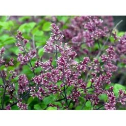 Dværg Syren 'Palibin' Syringa Meyeri 'Palibin' Opstammet 100 Cm. 10 Liter Potte,- 2 års Krone -Plantetorvet Butik mi2467 syringa meyeri palibin fea5