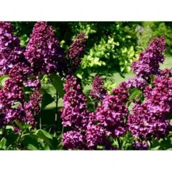 'Andenken An Ludwig Späth' Syringa Vulg. 'Andenken An Ludwig Späth' (storblomstrende) Med Klump,- 150-175 Cm. -Plantetorvet Butik mi2499 syringa vulg andenken an ludwig spaeth 4ee8